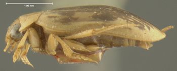 Media type: image;   Entomology 23941 Aspect: habitus lateral view